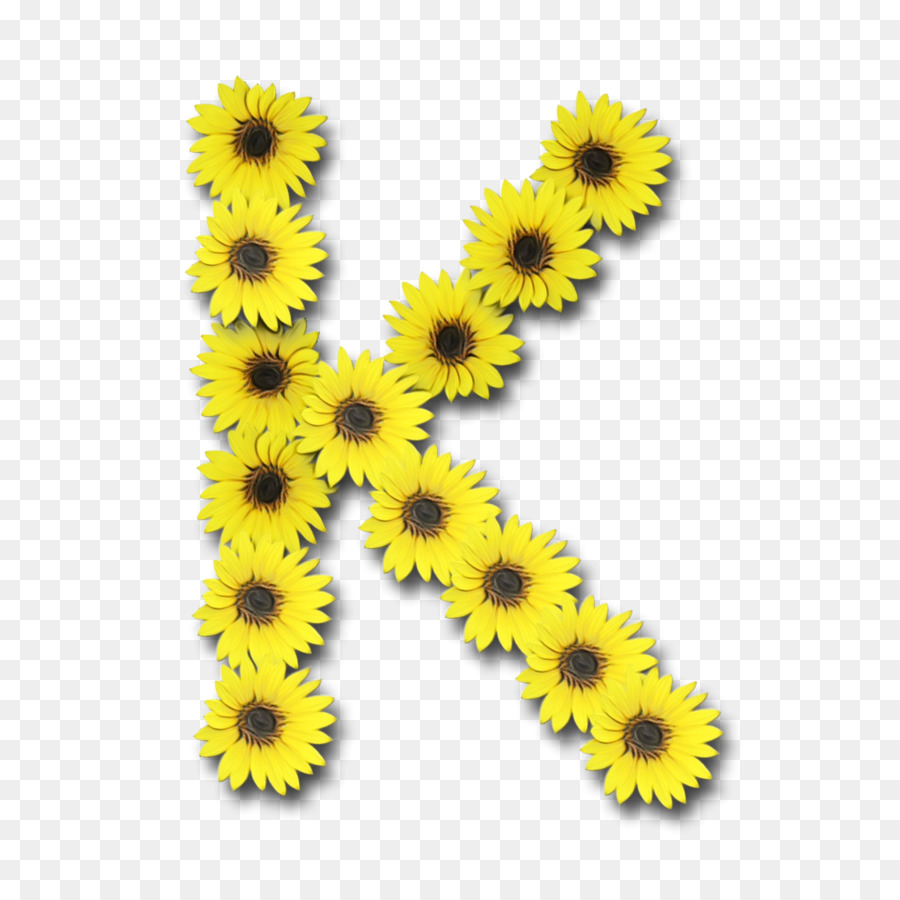 Jaune，Chrysanthème PNG