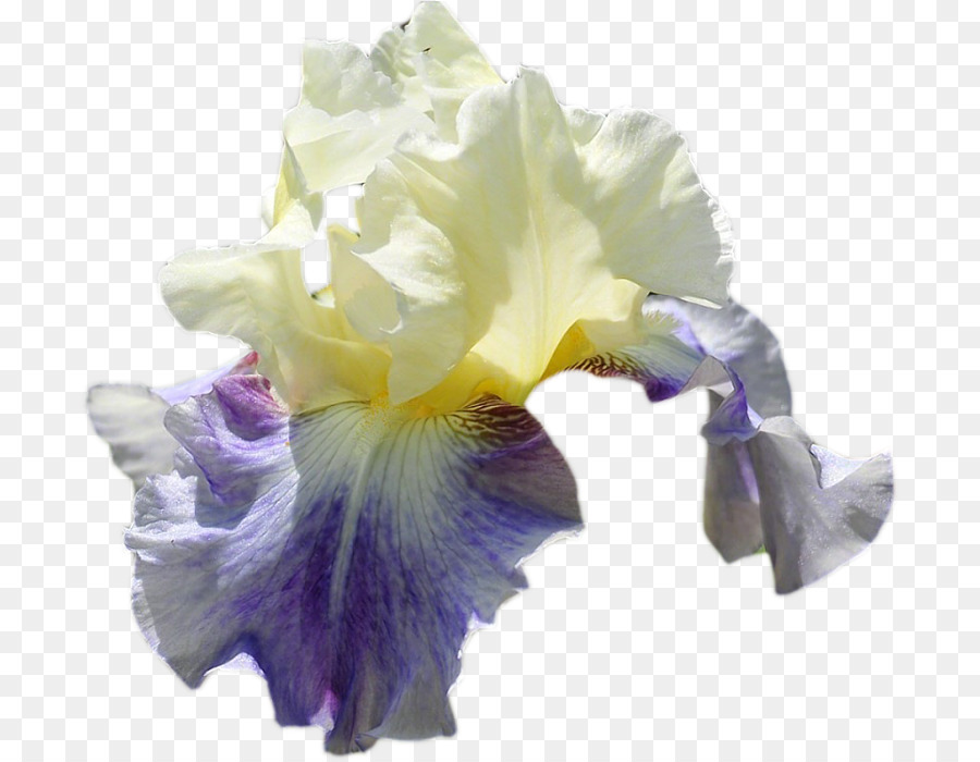 Racine D'iris，Fleur PNG