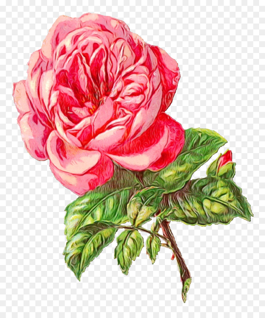 Rose，Fleur PNG