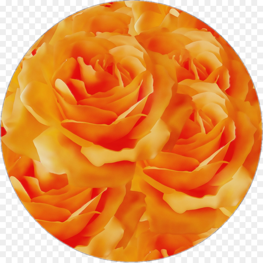 Les Roses De Jardin，Orange PNG