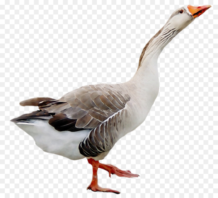 Canard，Dangel Electro PNG