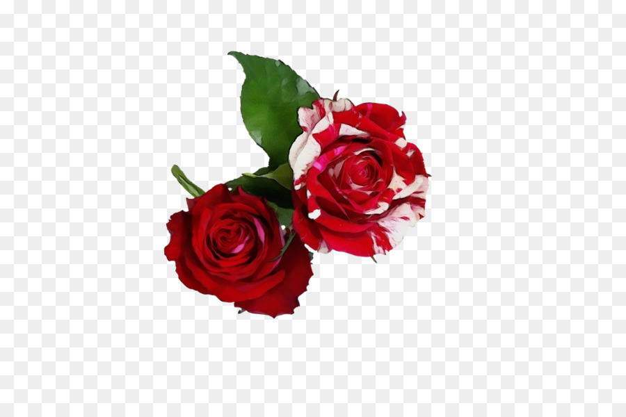 Rose，Papillon PNG