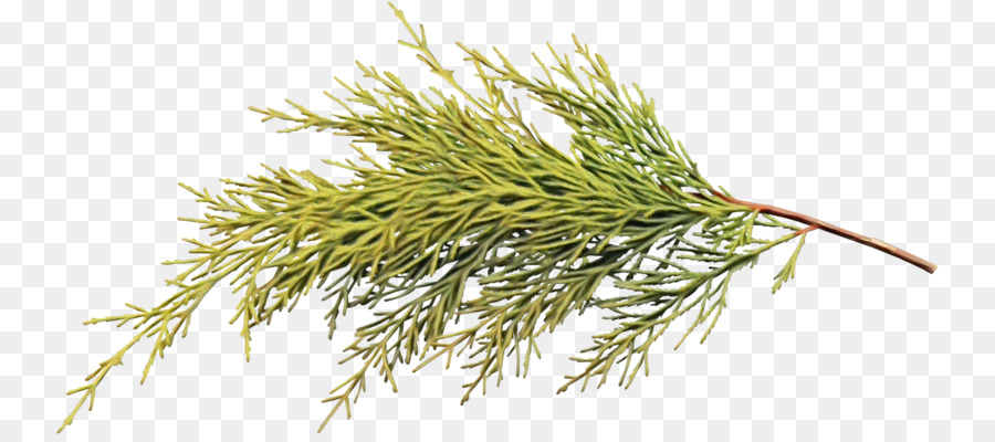 Herbes，L'herbe PNG