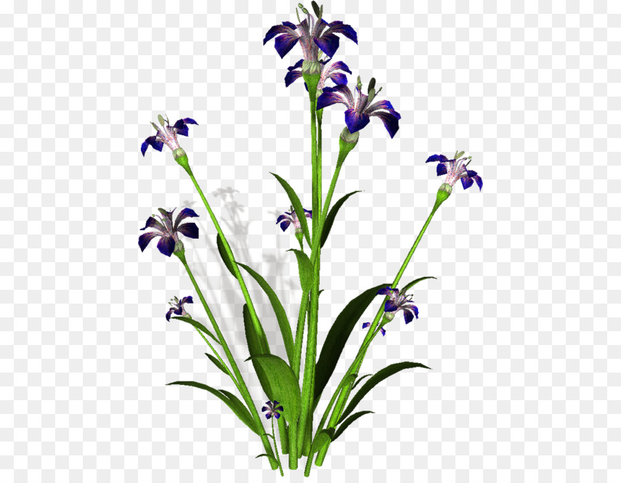 Fleurs D'iris，Floraison PNG