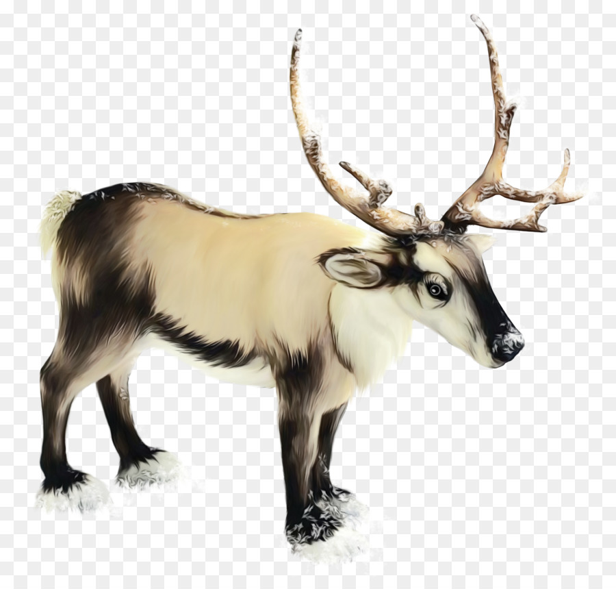 Rudolph，Rennes PNG