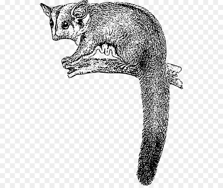 Furet，Bifurquer PNG