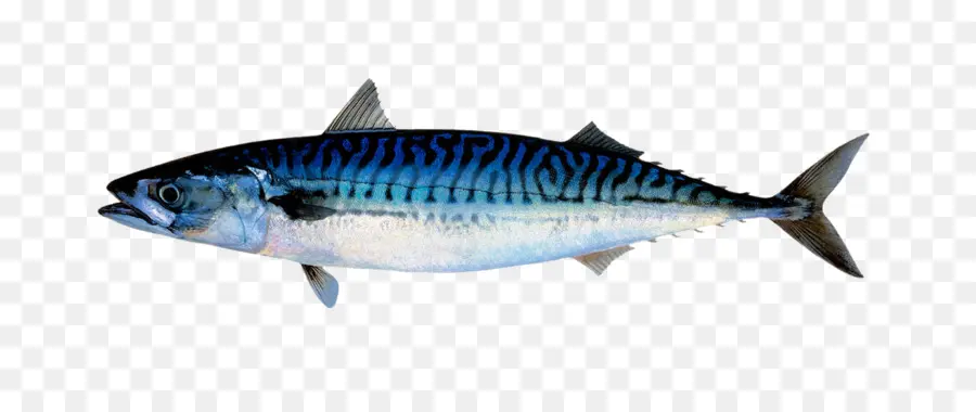 Poisson，Mer PNG