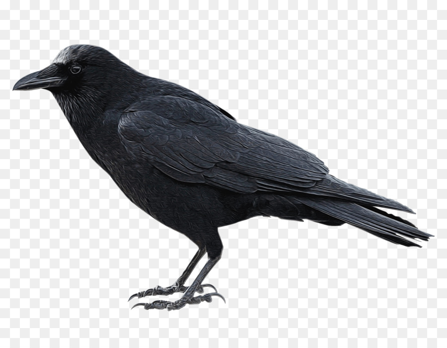 Crow，Le Grand Corbeau PNG