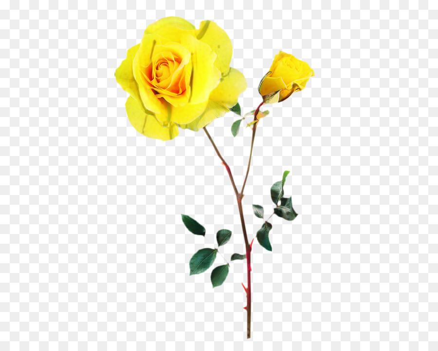 Rose Rose，Floraison PNG