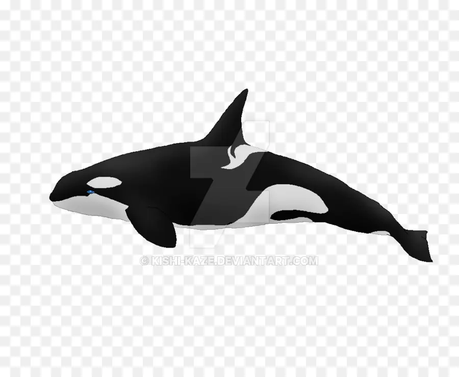 Orque，Baleine PNG