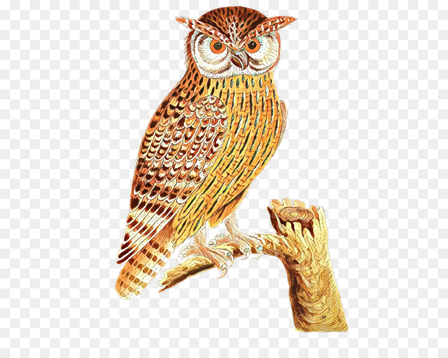 Hibou，Nuit PNG