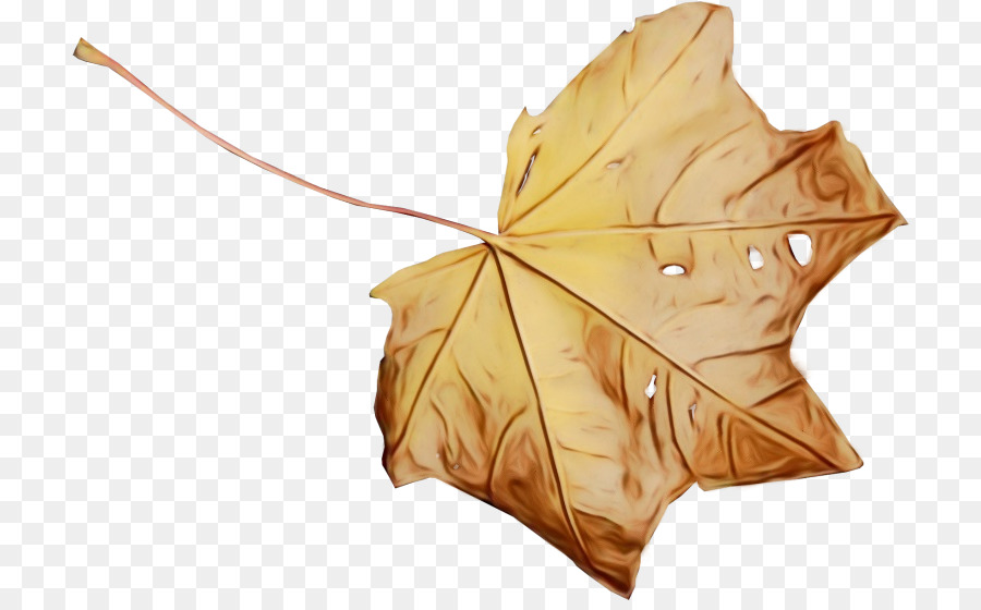 Feuille，Brun PNG