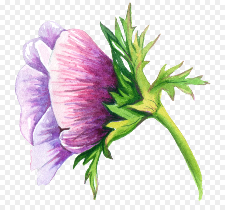 Chardon Violet，Fleur PNG