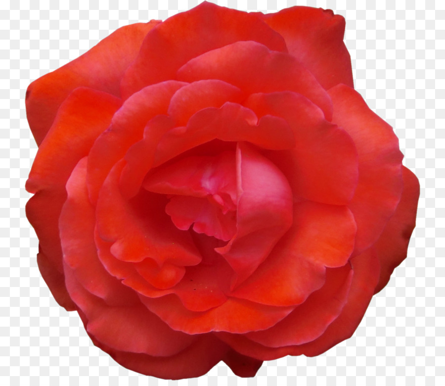 Rose Rouge，Fleurir PNG