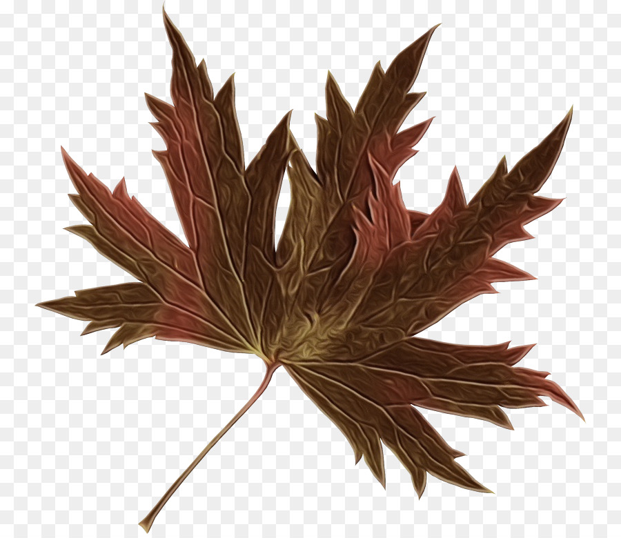 Feuille Rouge，Nature PNG