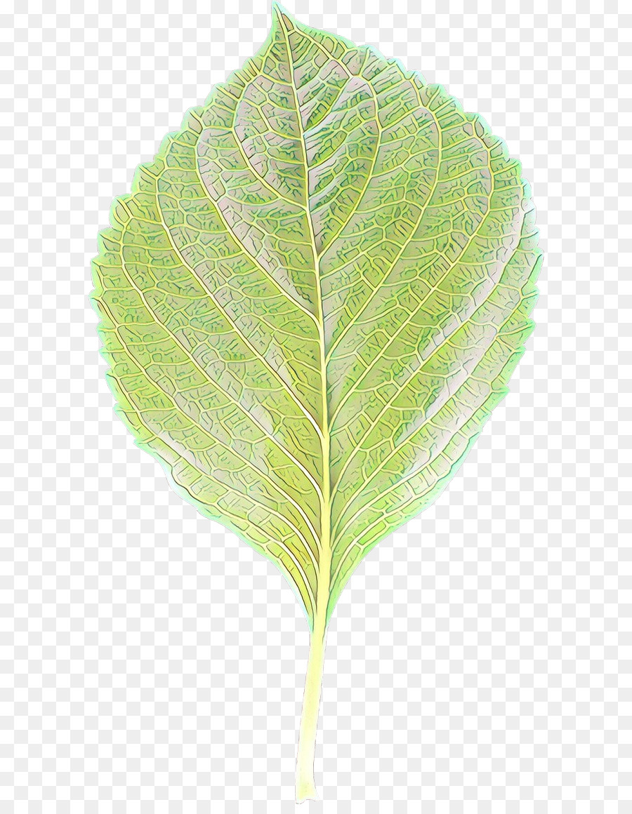 Feuille，Vert PNG