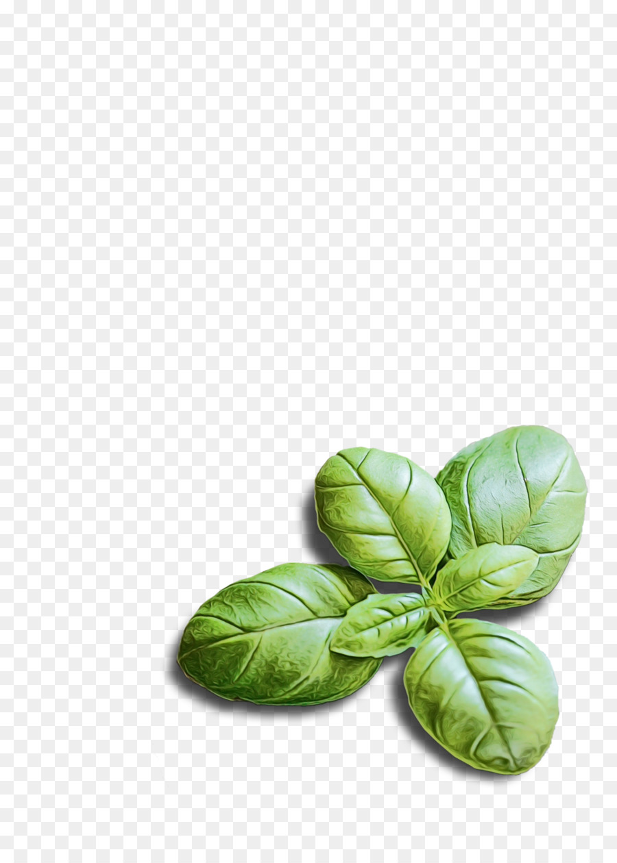 Feuilles D'épinards，Vert PNG