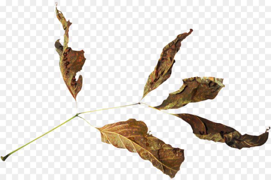 Feuilles Séchées，Brun PNG