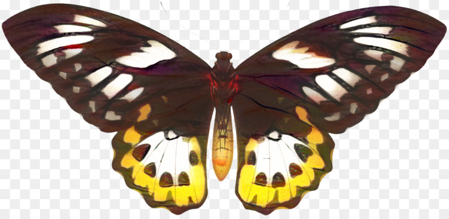 Papillon，Papillon Monarque PNG