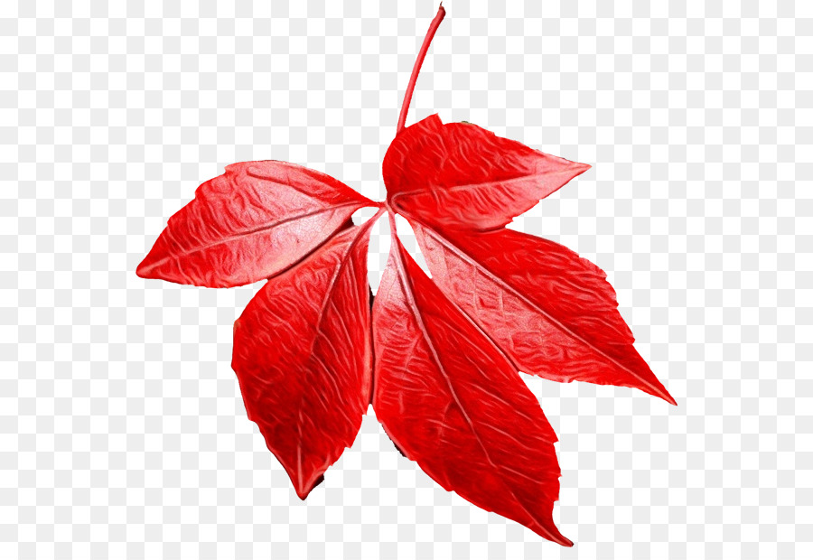 Feuille Rouge，Automne PNG