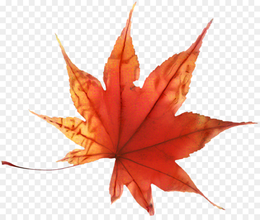 Feuille D'automne，Automne PNG