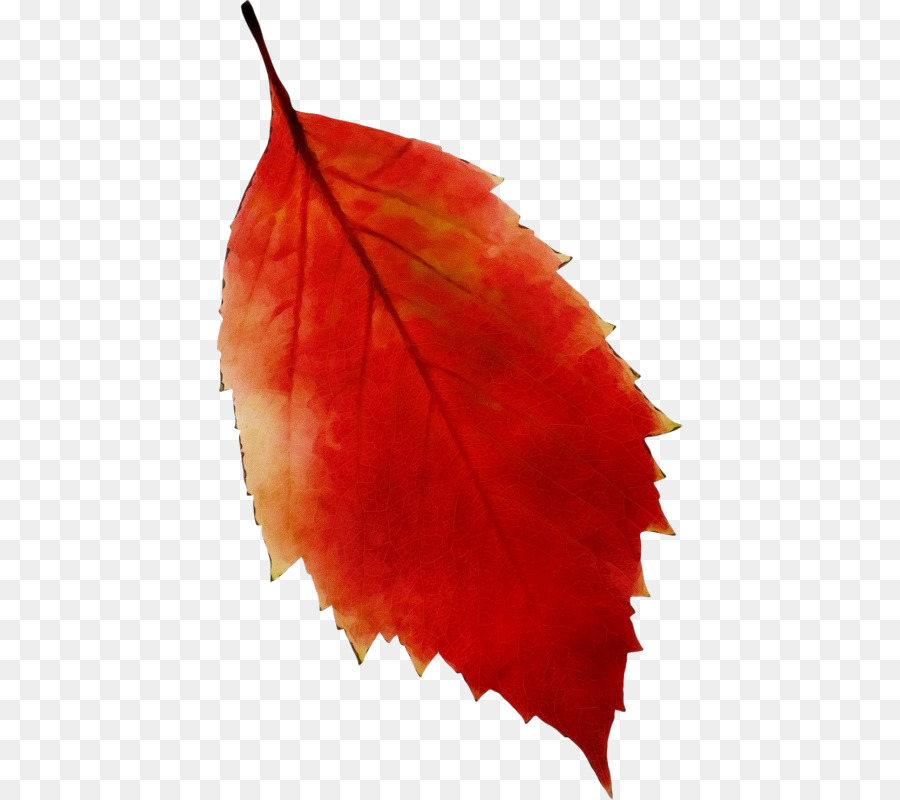 Feuille Rouge，Automne PNG