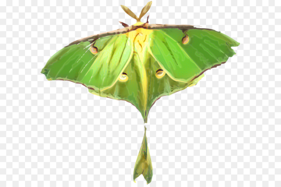 Papillon De Nuit，Insecte PNG