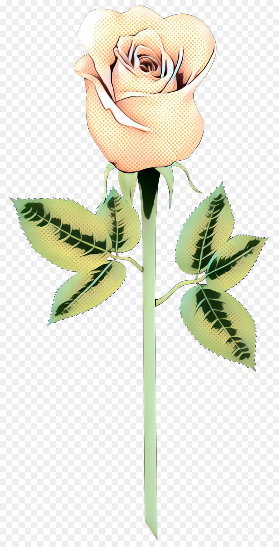 Rose Rose，Floraison PNG