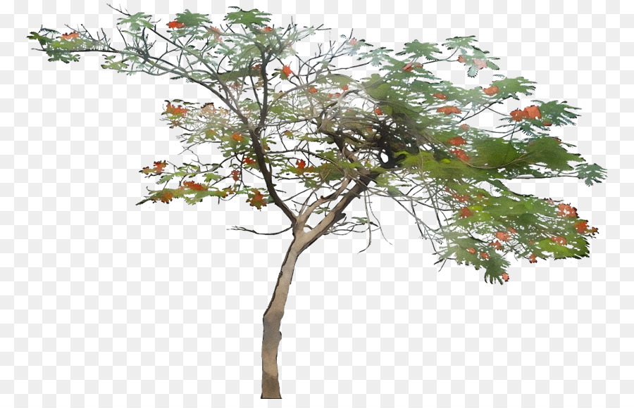 Arbre，Succursales PNG