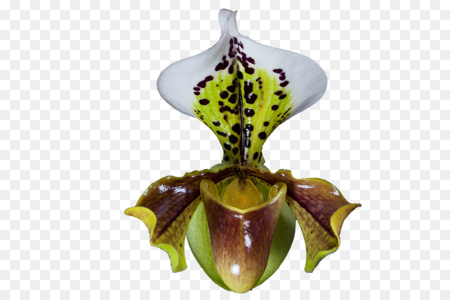 Les Orchidées，Fleur PNG