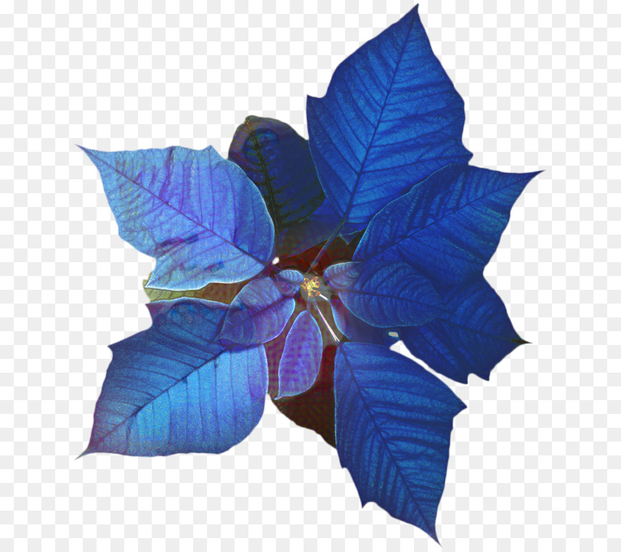 Poinsettia Bleu，Fleur PNG