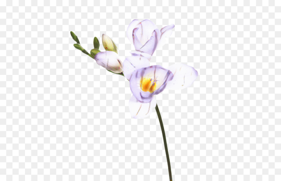 Les Fleurs Coupées，Teigne Des Orchidées PNG
