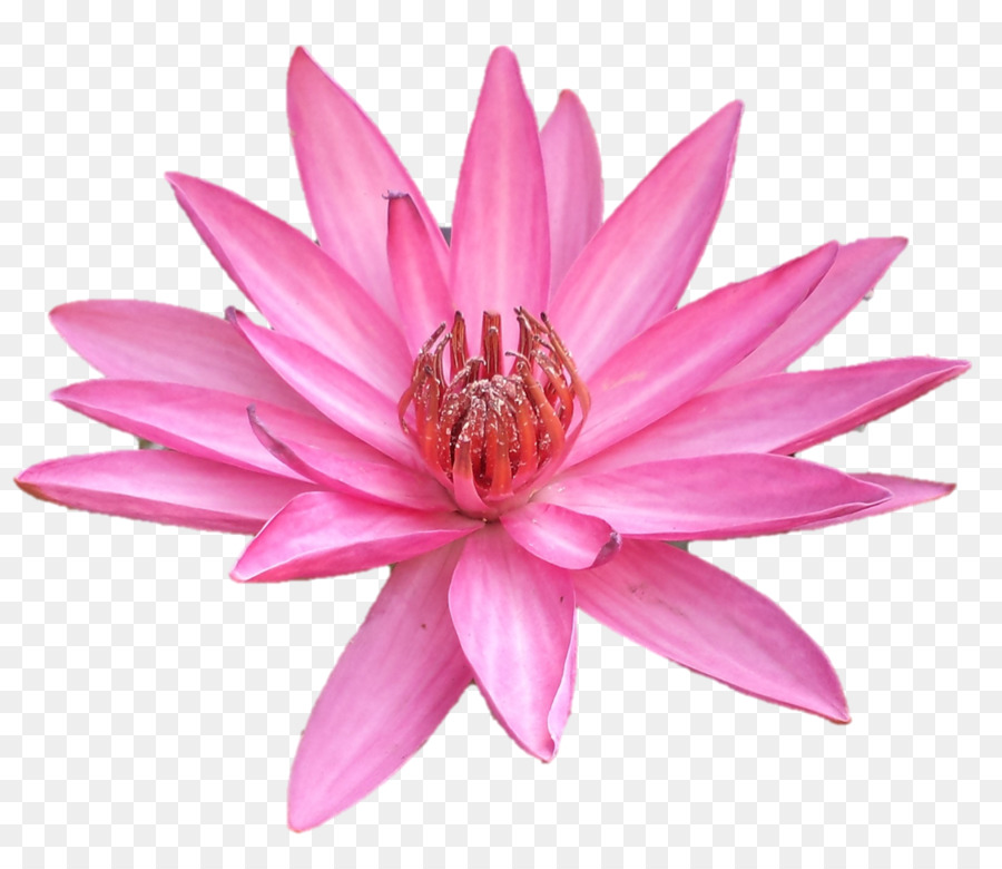 Fleur De Lotus，Floraison PNG