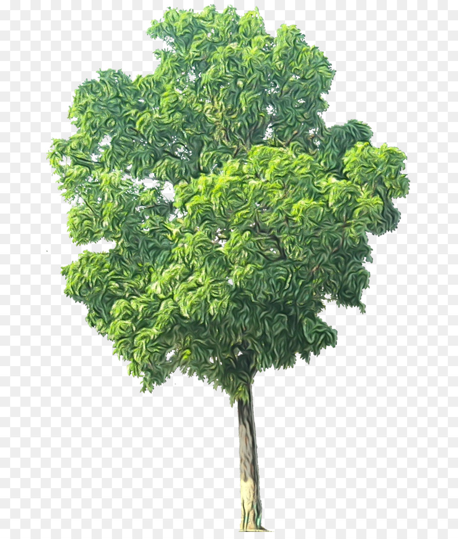 Arbre，Nature PNG