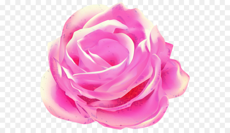 Rose，Floraison PNG