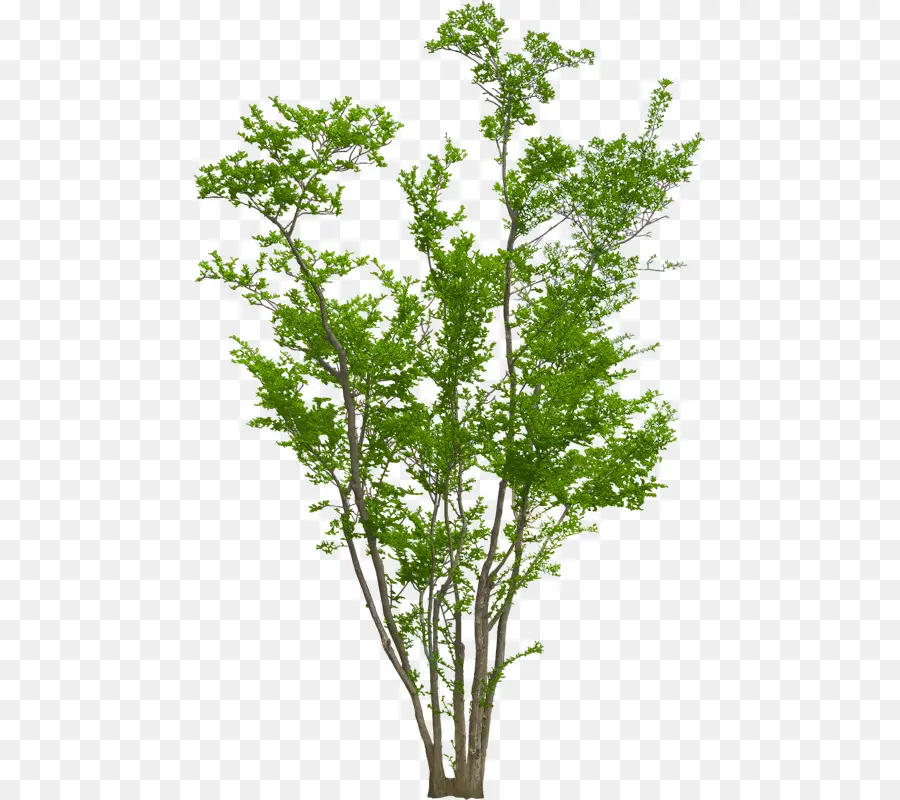 Arbre Vert，Feuilles PNG