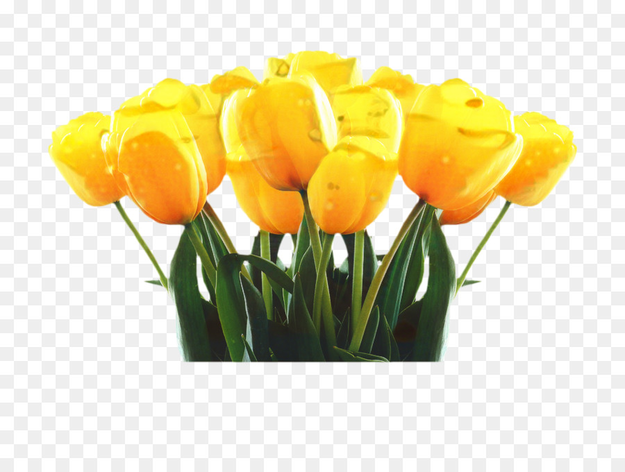 Tulipes Jaunes，Tulipes PNG