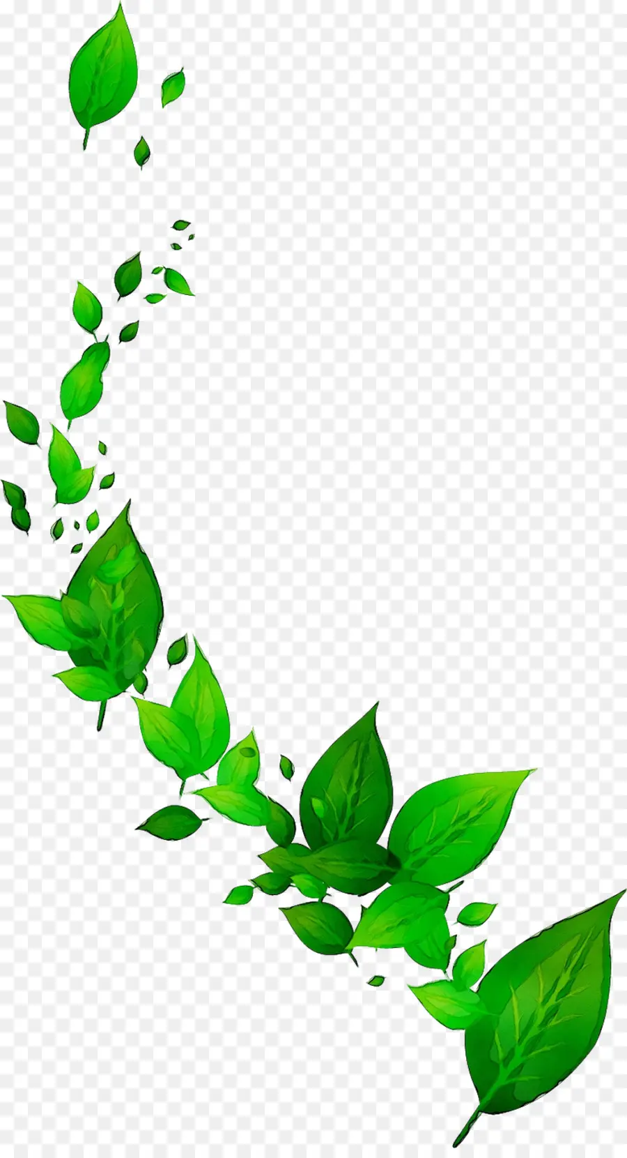 Feuilles Vertes，Feuillage PNG