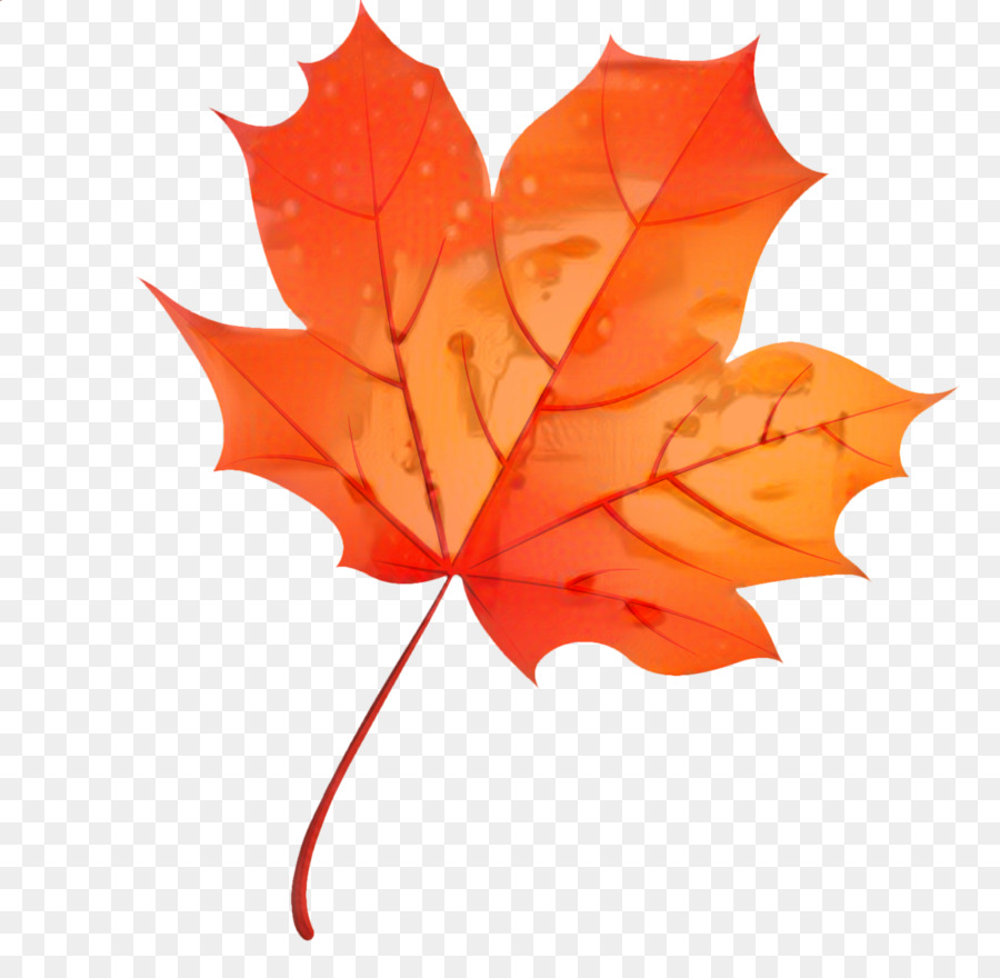 Feuille Rouge，Automne PNG