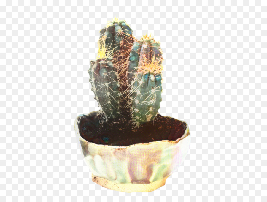 Cactus，Succulent PNG