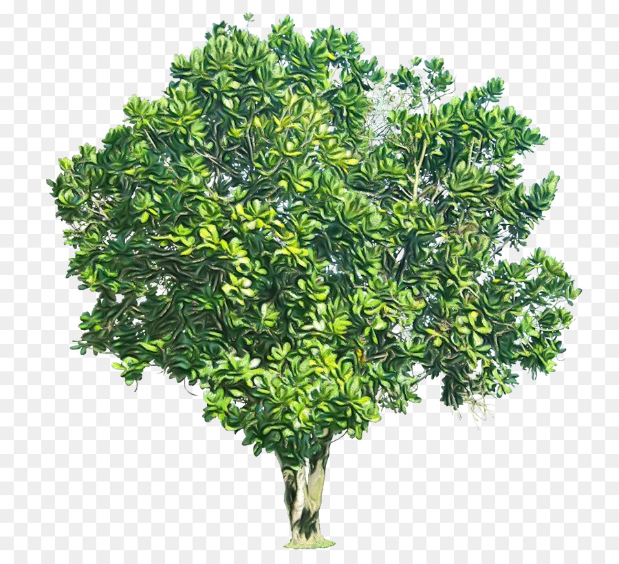 Arbuste，Arbre PNG