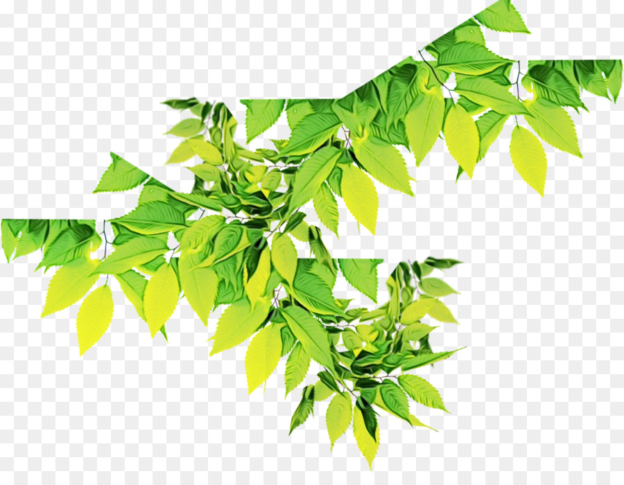 Feuilles，Vert PNG