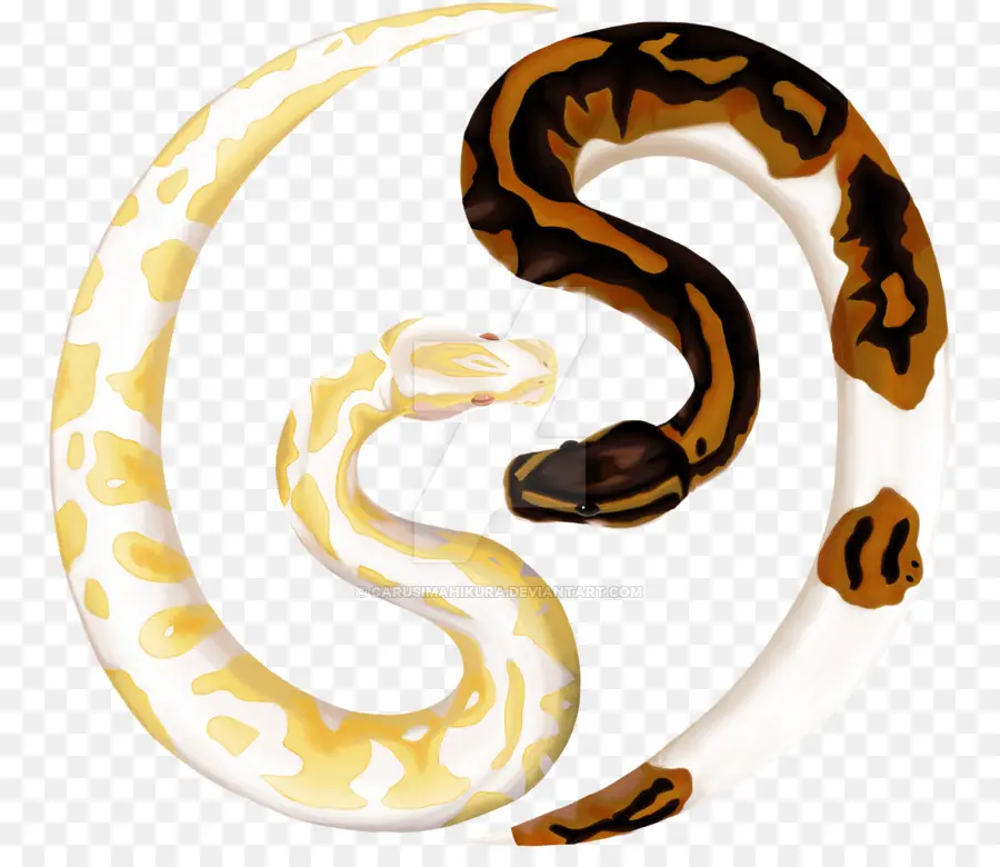 Serpents，Yin Yang PNG