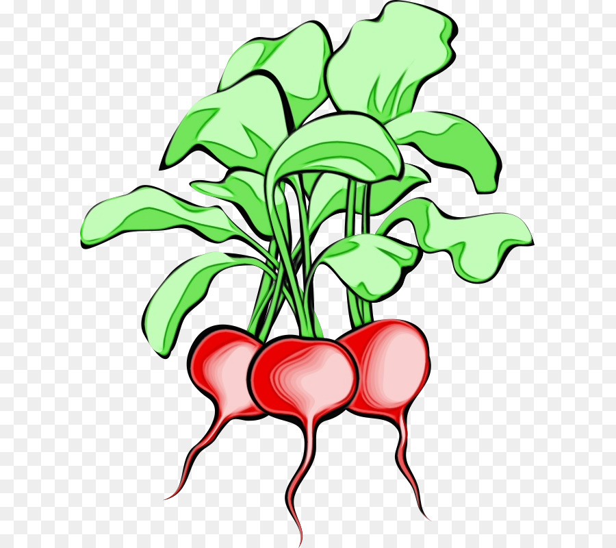 Daikon，Navet PNG