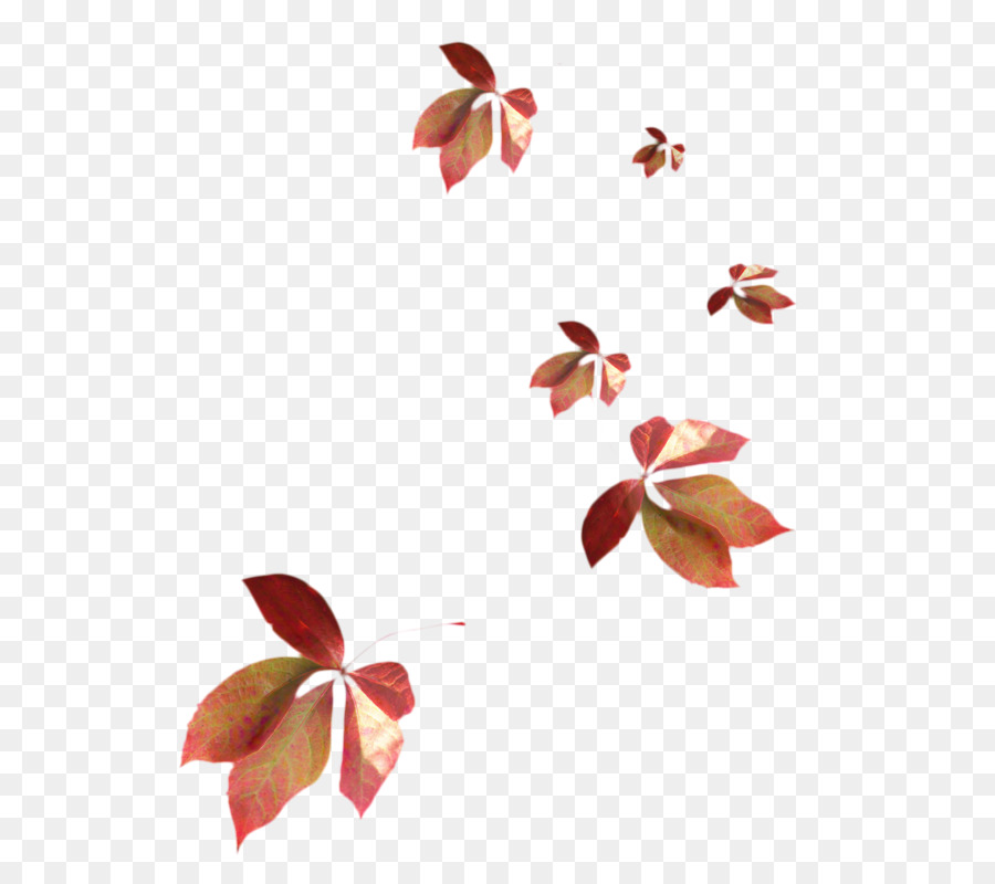 Feuilles，Automne PNG