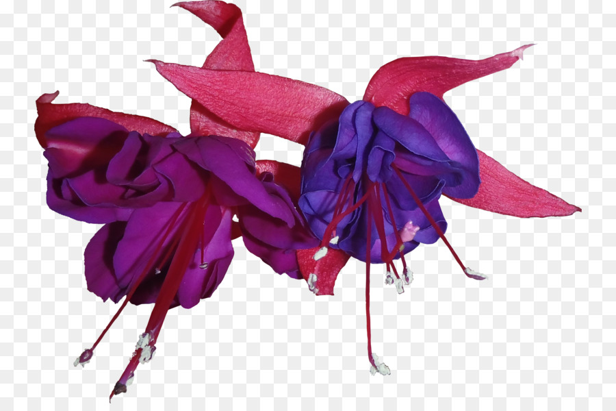 Fleurs Violettes Et Rouges，Fleurir PNG