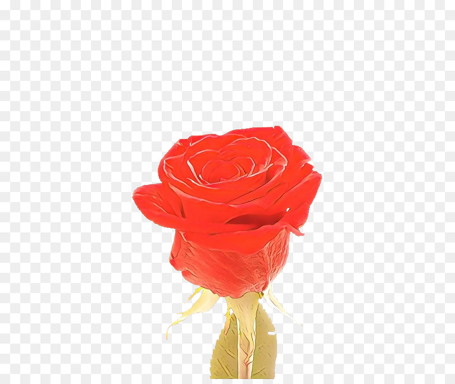 Coeur De Rose Rouge，Amour PNG