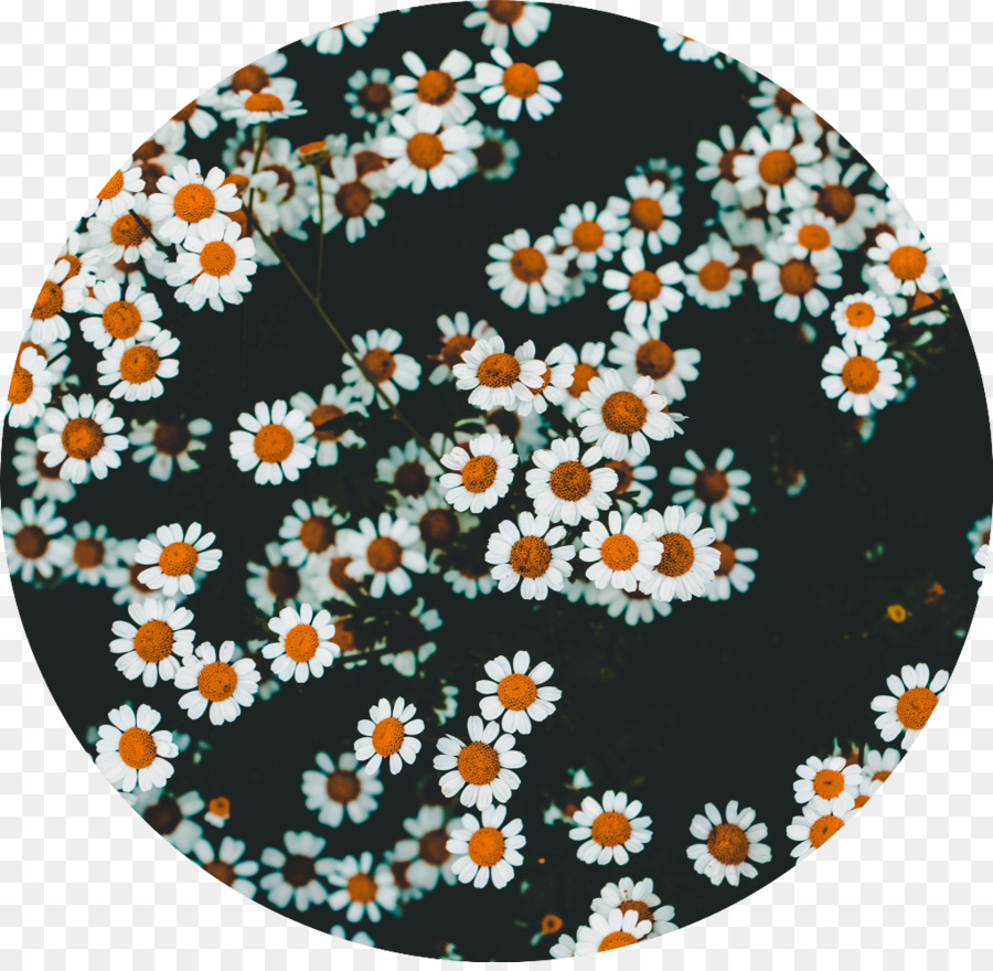 Fleurs，Marguerites PNG