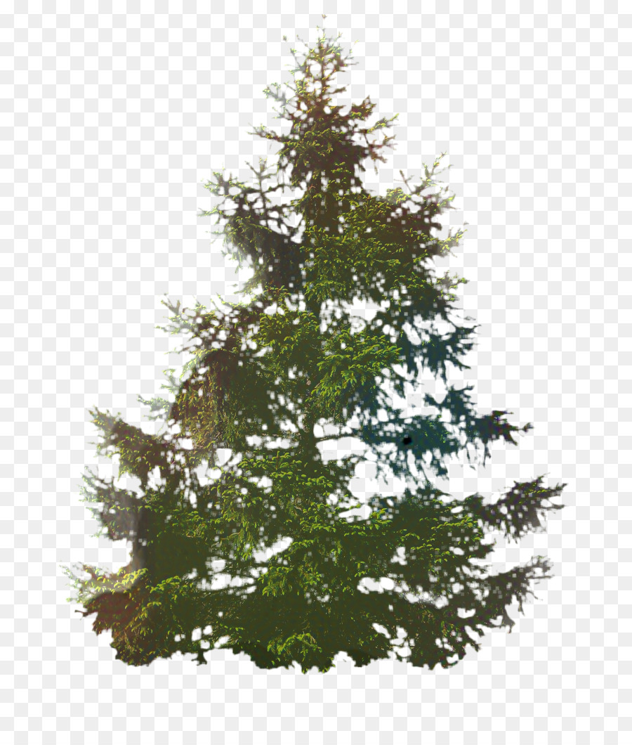 L'épinette，Arbre De Noël PNG