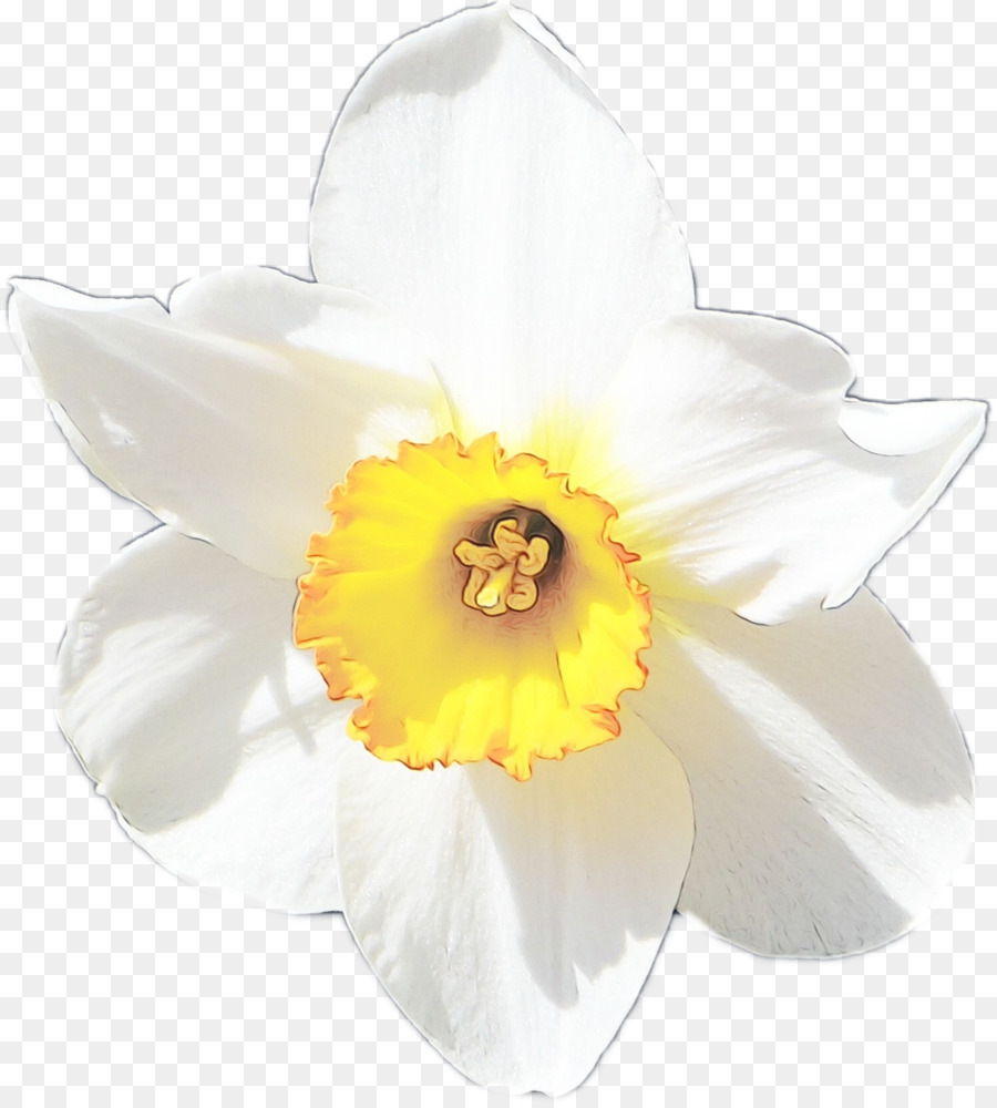 Fleur Blanche，Fleurir PNG